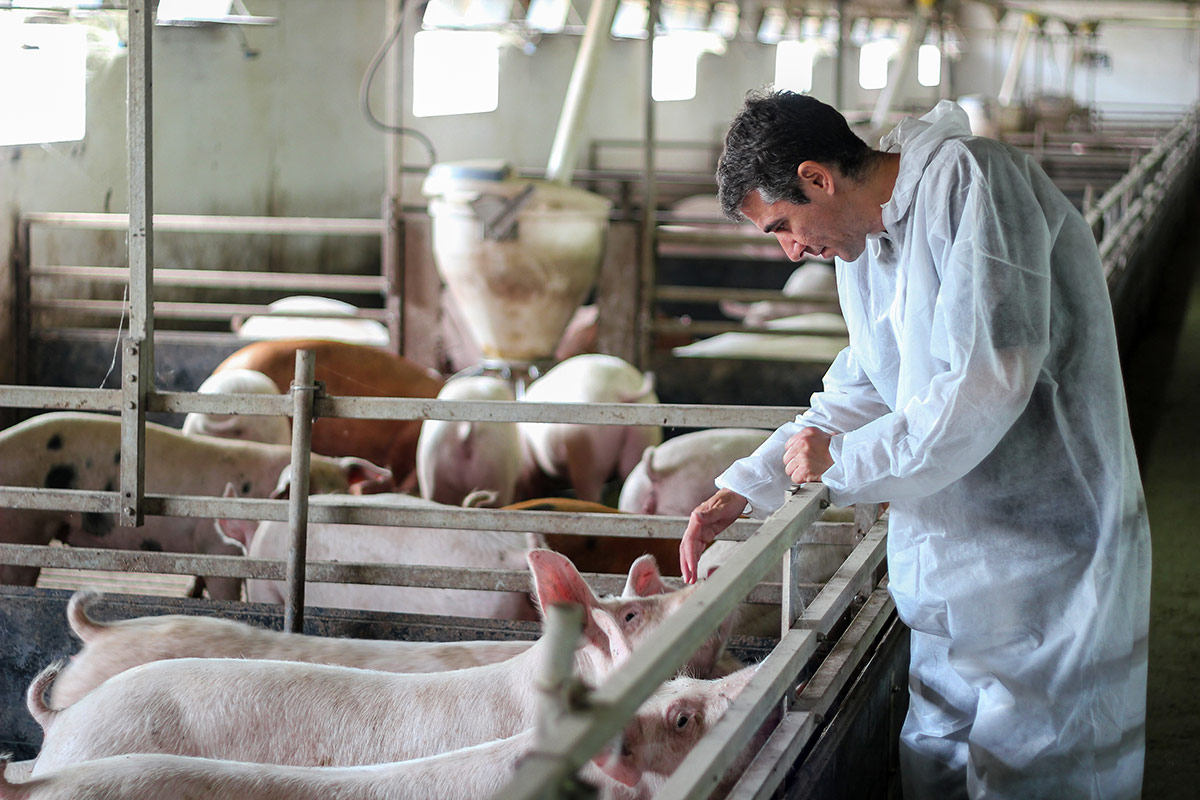 Préposé(e) à l’élevage / ouvrier(ère) en production animale